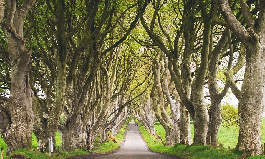 Dark hedges of Armoy - Game of Thrones