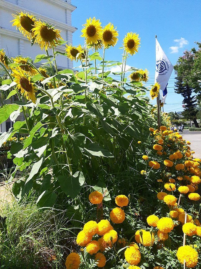 Beautiful flowers on our our school's campus