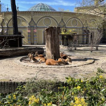 Berlin Zoo Deer