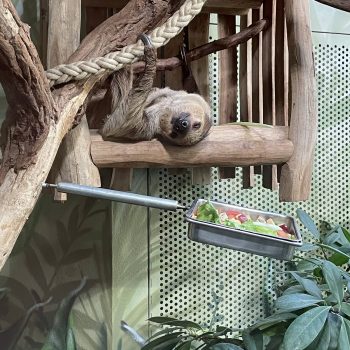 Berlin Zoo Sloth