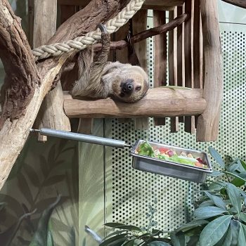 Berlin Zoo Sloth