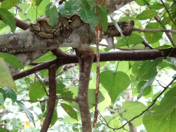 A python lazing the day away in Air Batang.