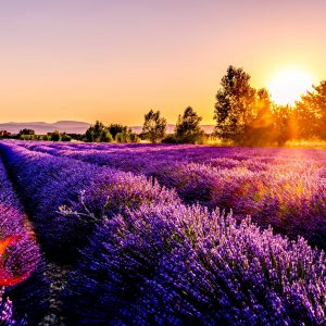 A lavender field in Drôme, France