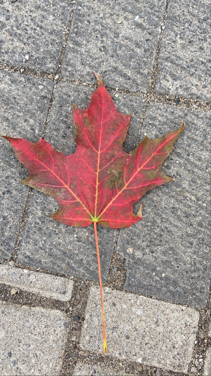 A picture of a leaf that Jonathan took while working during a pandemic.
