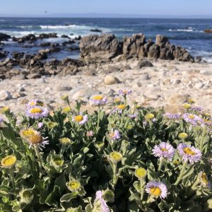 A photo of flowers on a beach in California