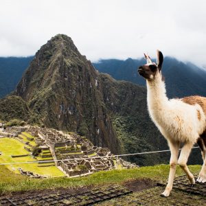 Machu Picchu alpaca