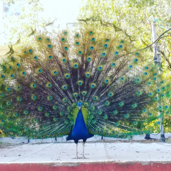 A peacock at the Haifa Zoo