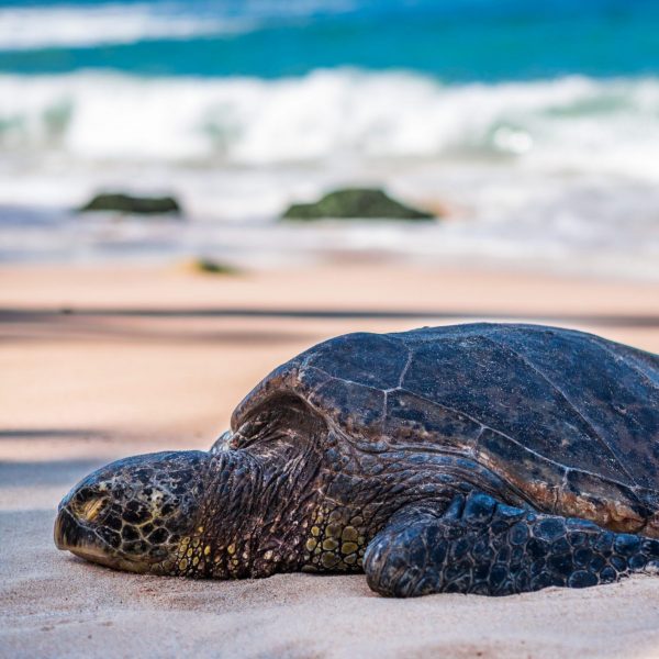 A turtle on Turtle Beach