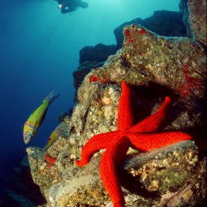 A bright red sea star on a rock under the sea in Caleta del Fuste
