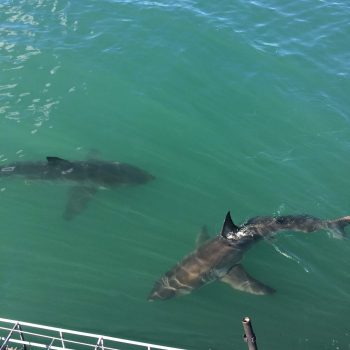Some sharks outside of a diving cage.