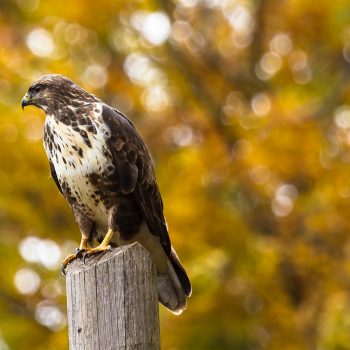 A photo of a hawk from Pollino National Park in Calabria, Italy