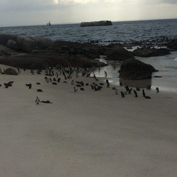 Penguins on Boulders Beach, one of the best things to do in South Africa