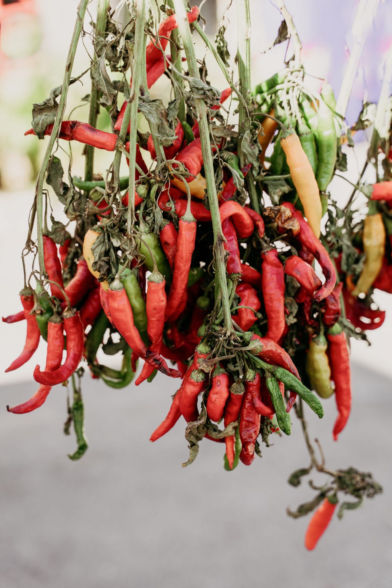 A photo of chilis from Italy
