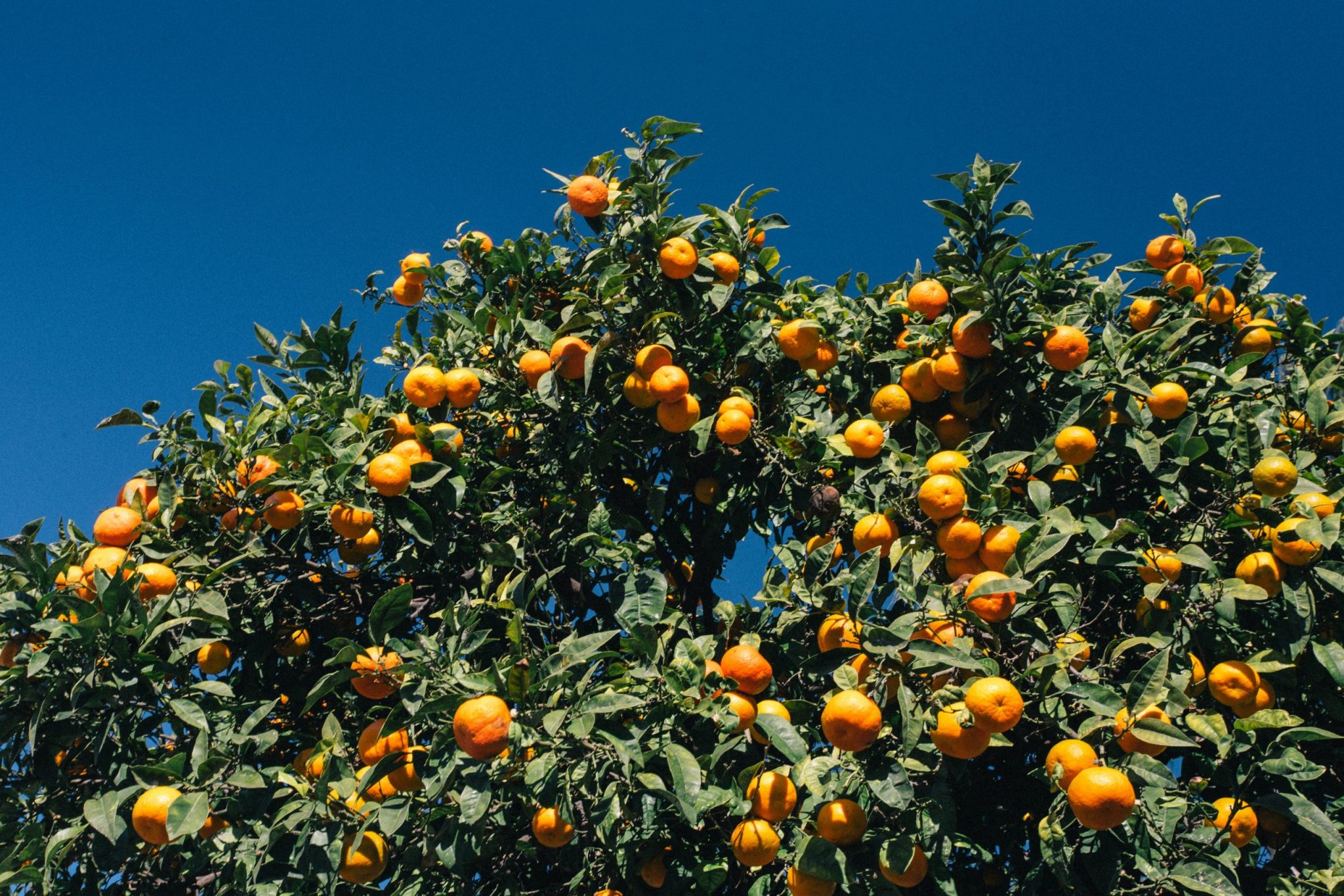 orange tree in Italy